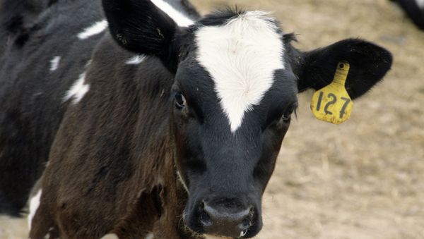 The United States hopes to create a vaccine against Ebola using the blood plasma of cattle genetically engineered with human DNA, the head of the company that develops the cattle said Monday. The United States hopes to create a vaccine against Ebola using the blood plasma of cattle genetically engineered with human DNA, the head of the company that develops the cattle said Monday. - Sputnik International