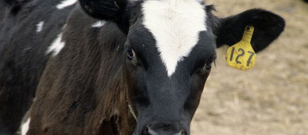 The United States hopes to create a vaccine against Ebola using the blood plasma of cattle genetically engineered with human DNA, the head of the company that develops the cattle said Monday. The United States hopes to create a vaccine against Ebola using the blood plasma of cattle genetically engineered with human DNA, the head of the company that develops the cattle said Monday. - Sputnik International