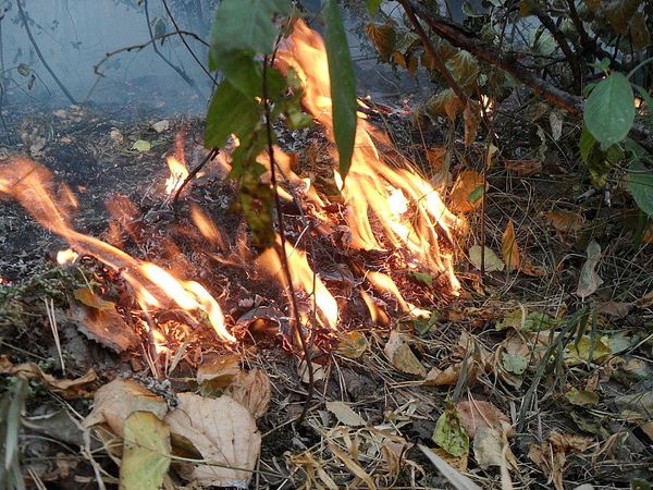 According to some media reports, forest fires are approaching the secret nuclear arms plant in the town of Sarov. - Sputnik International