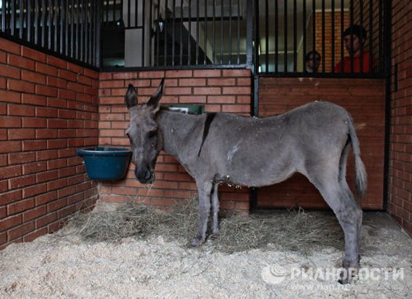 Parasailing donkey at Kremlin equestrian school - Sputnik International