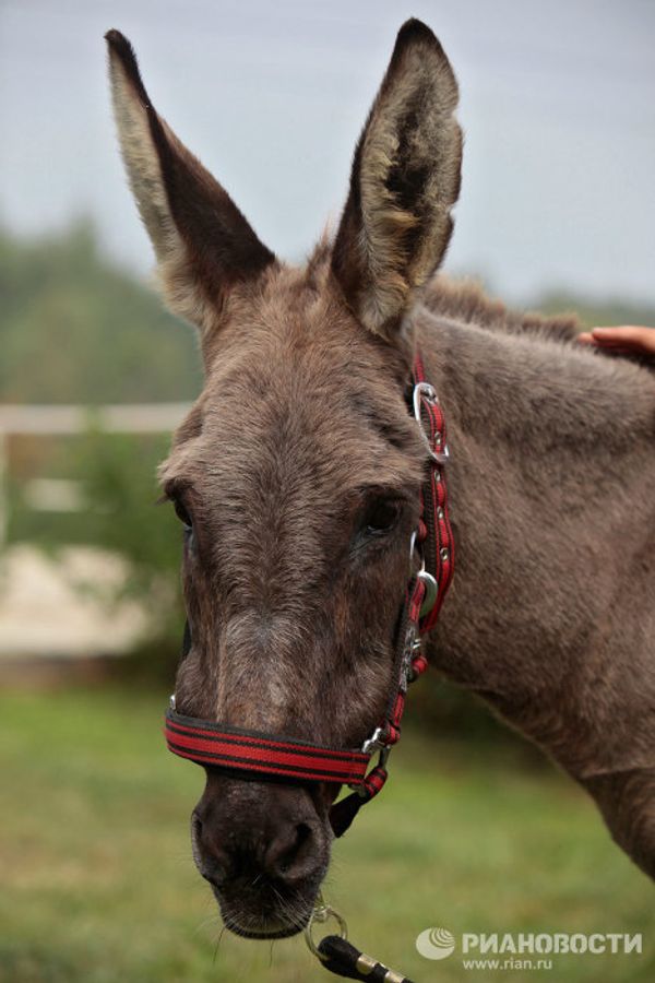Parasailing donkey at Kremlin equestrian school - Sputnik International