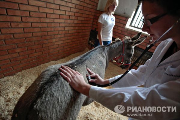 Parasailing donkey at Kremlin equestrian school - Sputnik International