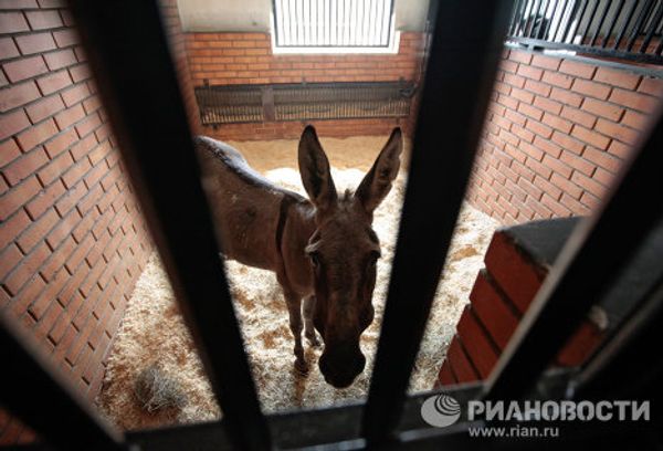 Parasailing donkey at Kremlin equestrian school - Sputnik International