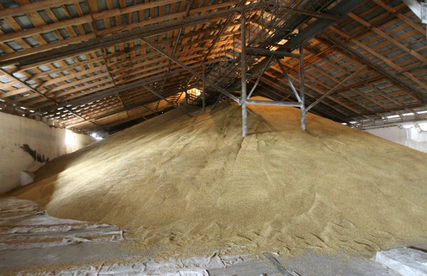 Russia will temporarily ban exports of grain and grain products due to the worsening drought... Russia will temporarily ban exports of grain and grain products due to the worsening drought... - Sputnik International