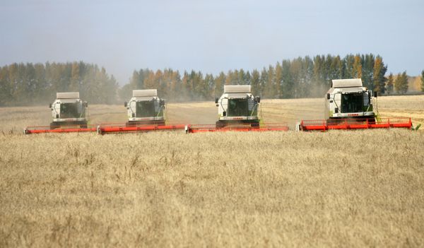 Russia to ask Kazakhstan, Belarus to freeze grain exports Russia to ask Kazakhstan, Belarus to freeze grain exports - Sputnik International