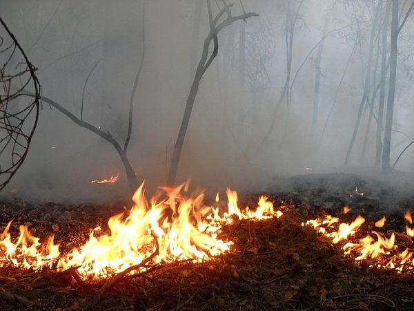 Wildfires in Russia - Sputnik International