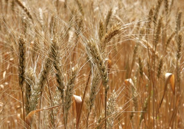 Russia may resume grain exports after October 1 - Sputnik International