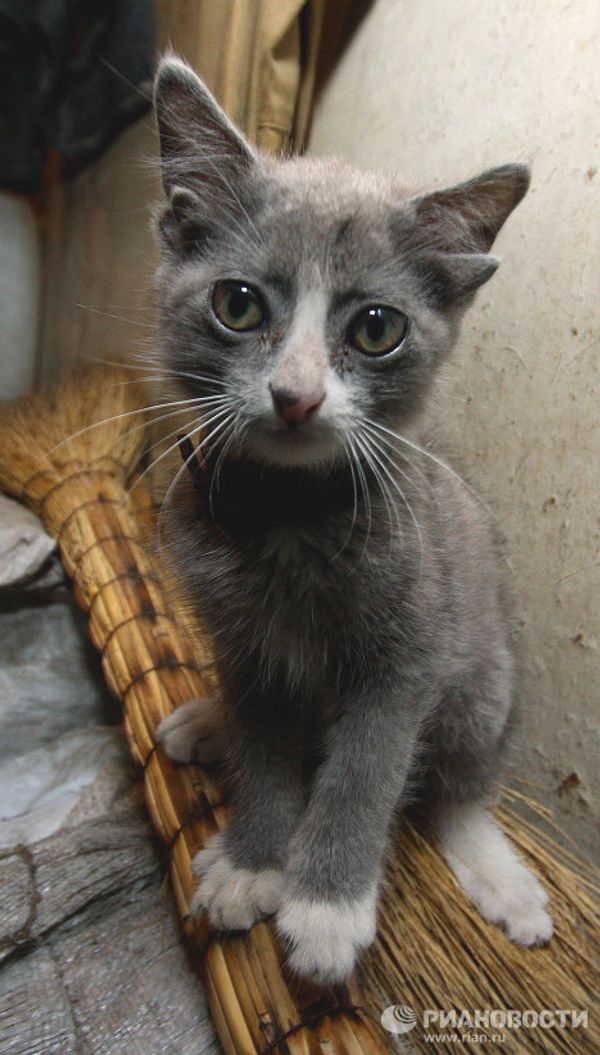 Luntic: miraculous kitten with four ears in Russia’s Far East - Sputnik International