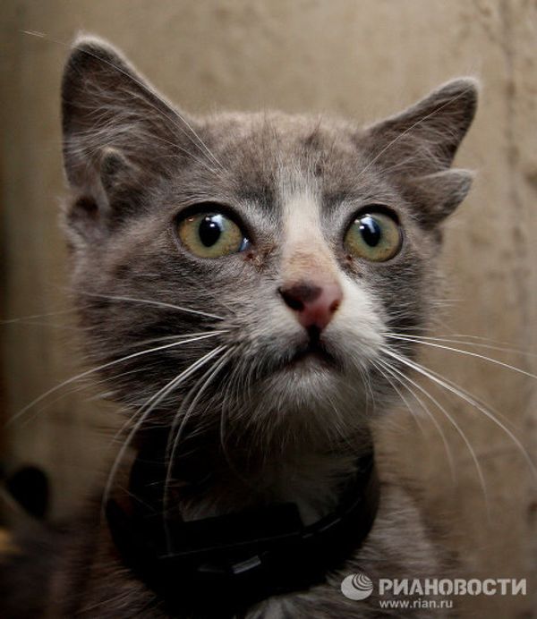 Luntic: miraculous kitten with four ears in Russia’s Far East - Sputnik International