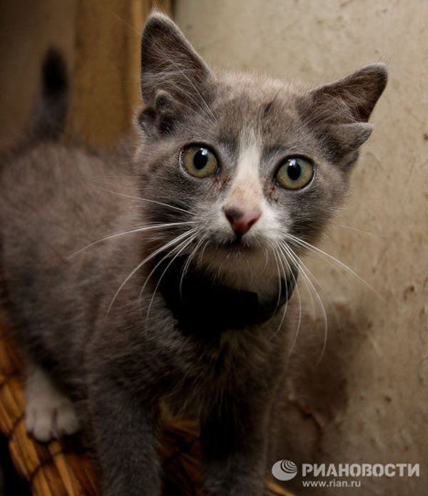 Luntic: miraculous kitten with four ears in Russia’s Far East - Sputnik International