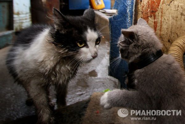 Luntic: miraculous kitten with four ears in Russia’s Far East - Sputnik International