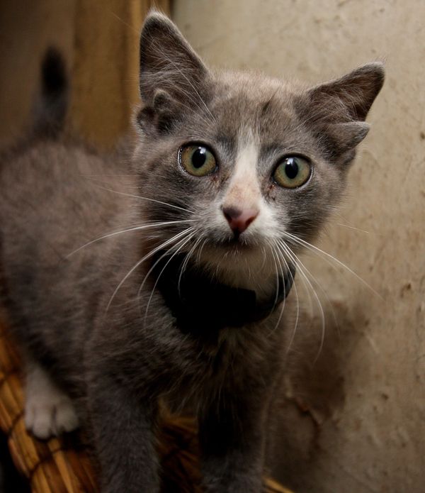 Luntic: miraculous kitten with four ears in Russia’s Far East - Sputnik International