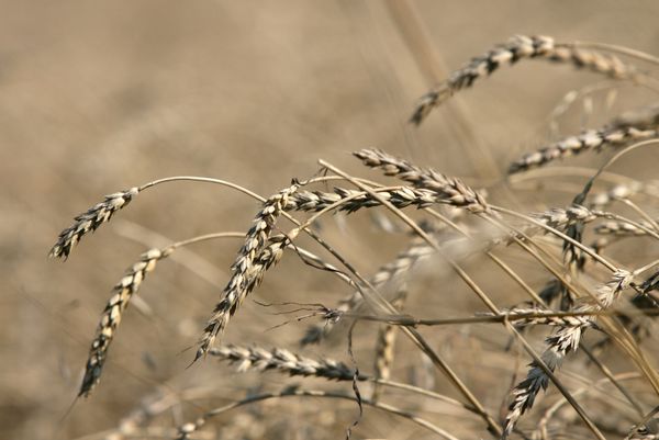 In France, the price of wheat has nearly doubled over the past month, soaring to 210 euro per ton from 110 in July. - Sputnik International