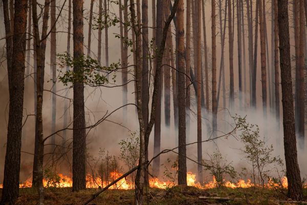 Wildfire. Archive. - Sputnik International
