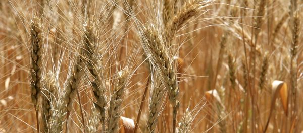 A wheat field in Russia - Sputnik International
