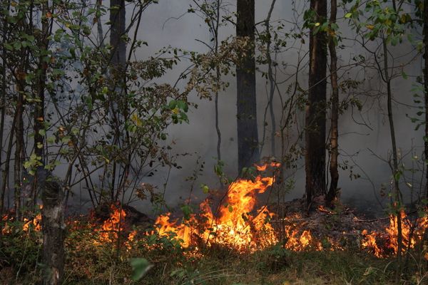Wildfires. Archive. Wildfires. Archive. - Sputnik International