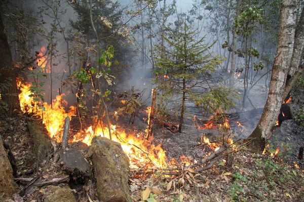 Wildfires in Russia - Sputnik International