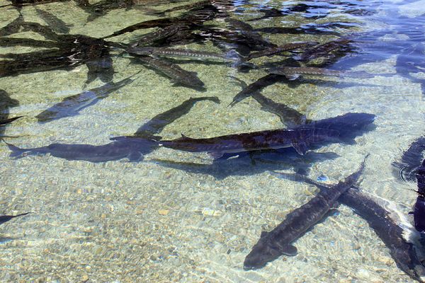 Chinese sturgeon is at a high risk of extinction, media report. - Sputnik International