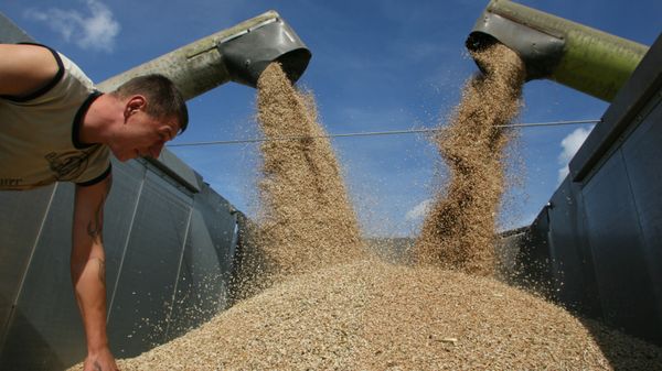 Russian wheat  - Sputnik International