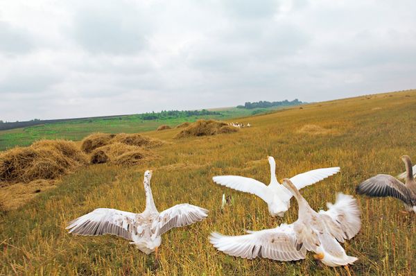 WWII Vets to Give Up Victory Day Fireworks for Geese - Sputnik International
