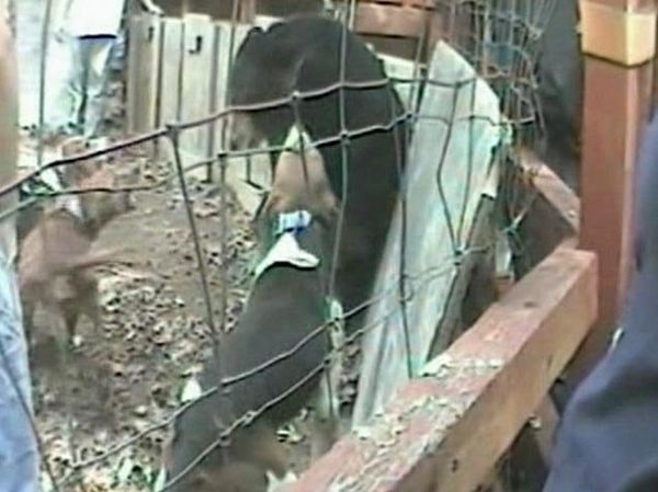 Humane Society releases video of bear baying - Sputnik International