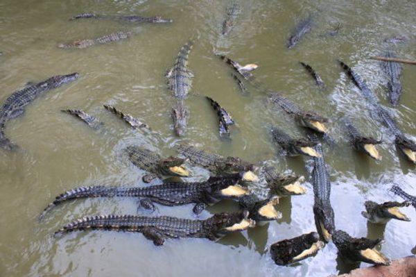 A crocodile farm - Sputnik International