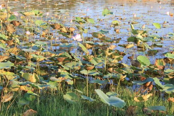 Lotus lake - Sputnik International