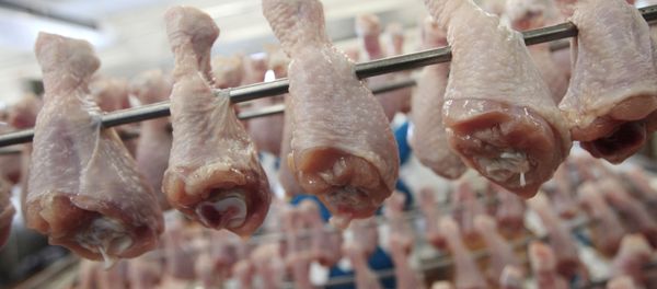 Chicken legs Chicken legs - Sputnik International