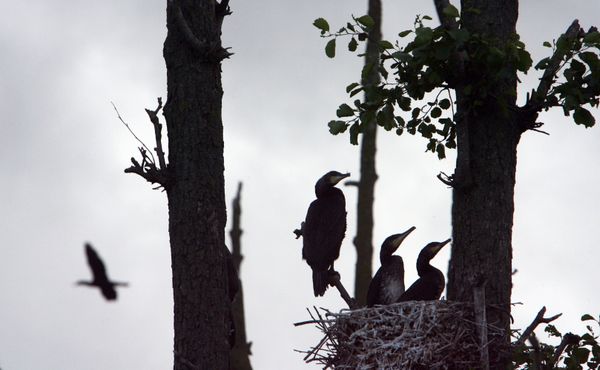 Russian bird numbers to drop following wildfires Russian bird numbers to drop following wildfires - Sputnik International