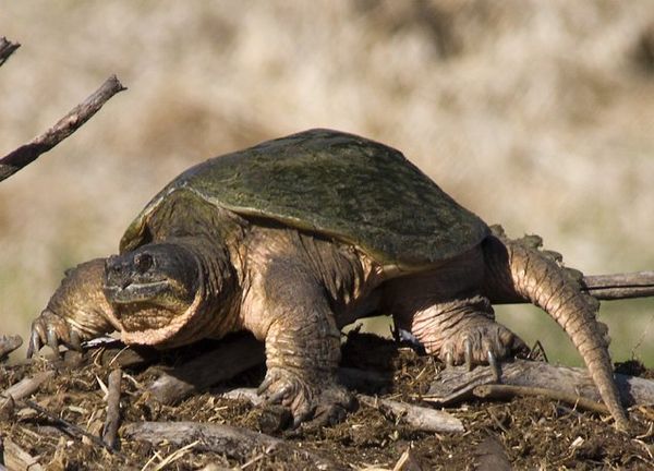 Common Snapping Turtle - Sputnik International