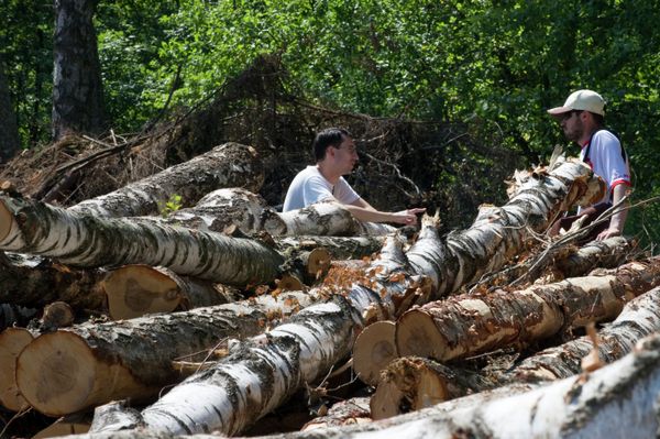 Activists against construction of a highway through Khimki forest - Sputnik International