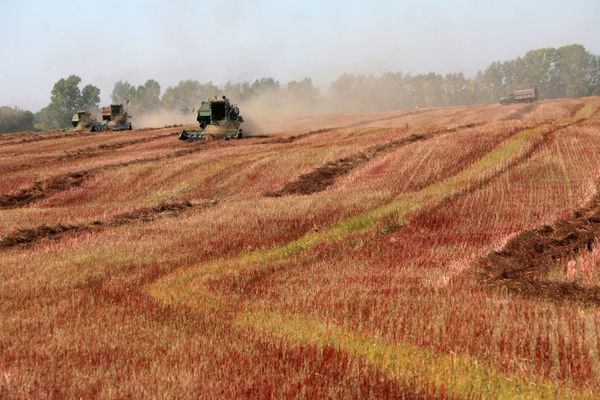 Russia's grain market may need additional government support measures. - Sputnik International