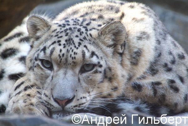 Snow leopard Snow leopard - Sputnik International