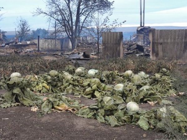 Consequences of wildfires in Russia’s Volgograd Region - Sputnik International