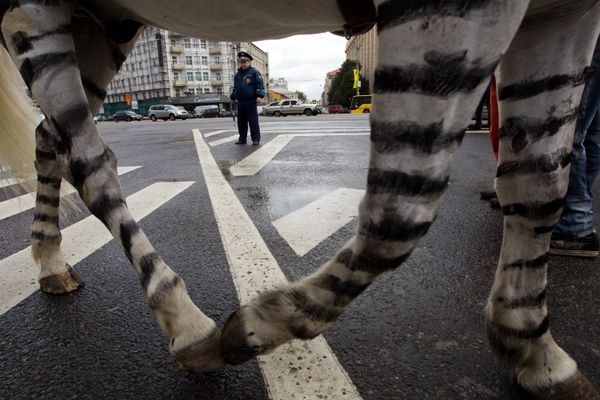 'Zebras' teach Muscovites traffic rules - Sputnik International