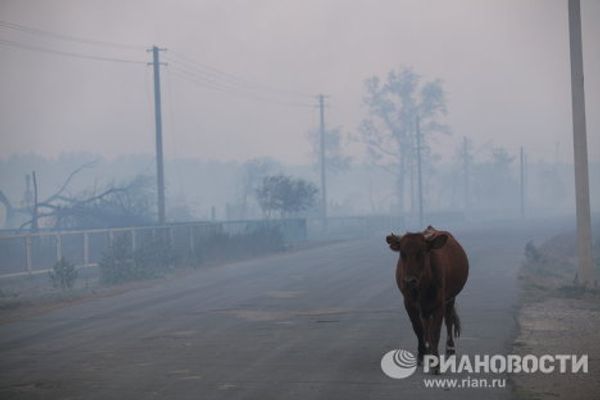 Consequences of wildfires in Russia’s Altai Territory - Sputnik International