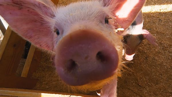 Over 4700 farms shut in Germany over dioxin panic - Sputnik International