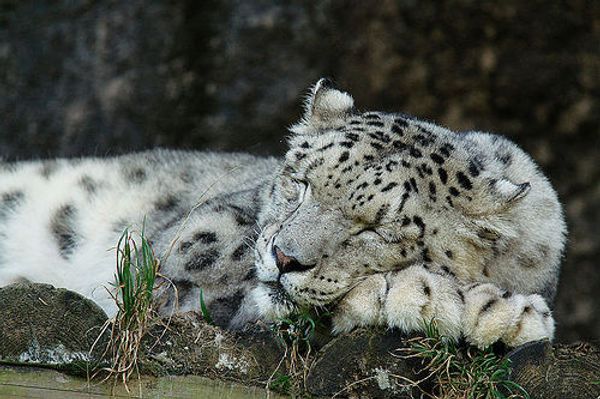Snow leopard - Sputnik International