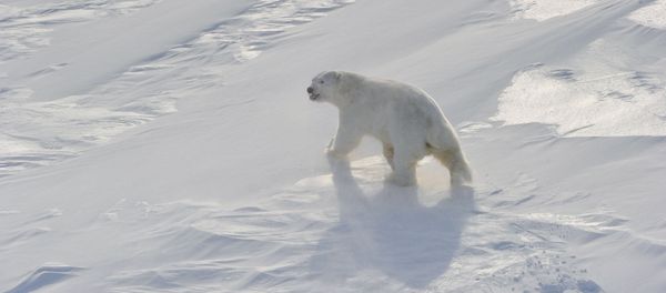 Arctic - Sputnik International