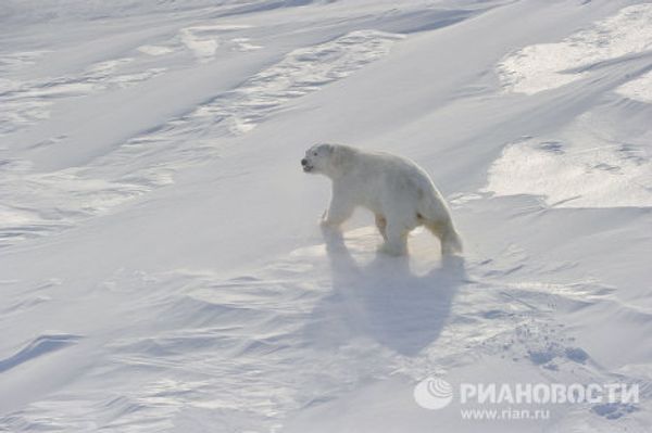 The Arctic, the land that attracts explorers The Arctic, the land that attracts explorers - Sputnik International