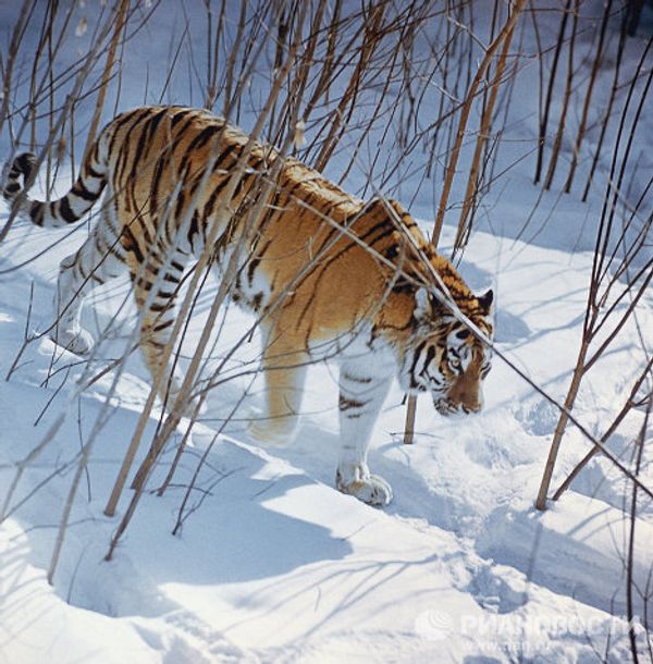 On the brink of extinction: rare animal species - Sputnik International
