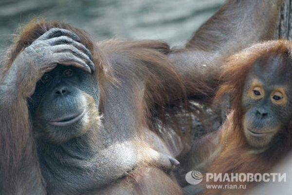 On the brink of extinction: rare animal species - Sputnik International