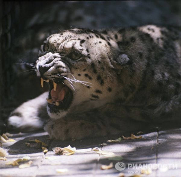 On the brink of extinction: rare animal species - Sputnik International