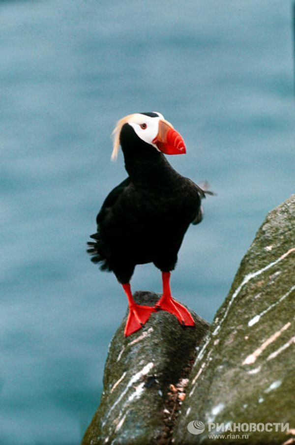 The world’s most unusual birds - Sputnik International
