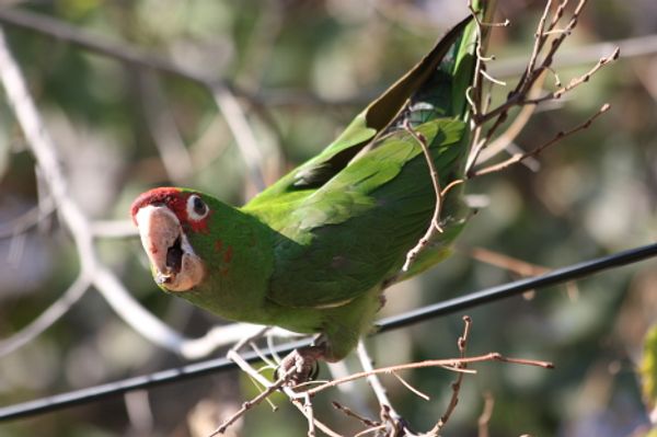 The world’s most unusual birds - Sputnik International