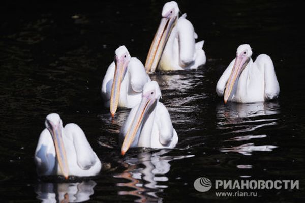 The world’s most unusual birds - Sputnik International