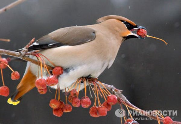 The world’s most unusual birds - Sputnik International