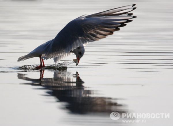 The world’s most unusual birds - Sputnik International