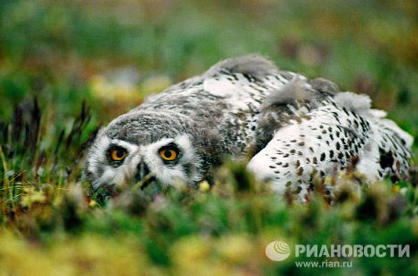 The world’s most unusual birds - Sputnik International