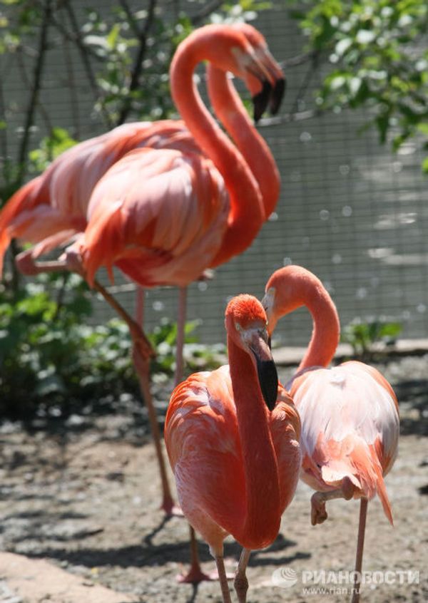 The world’s most unusual birds - Sputnik International